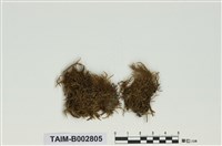 藏品(灰苔科)的圖片